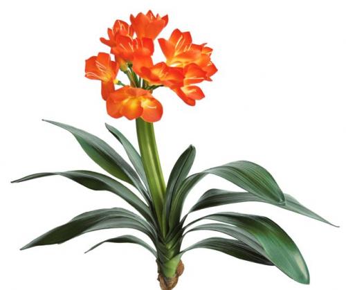 Clivia_50_cm_Orange_5278ORA