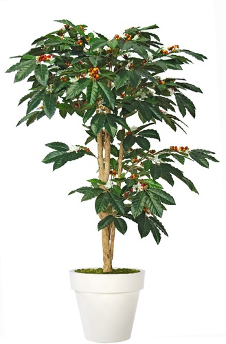 Albero di Caffè Upper 150 cm Verde