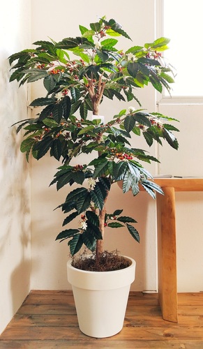 Albero di Caffè Japanese 170 cm Verde