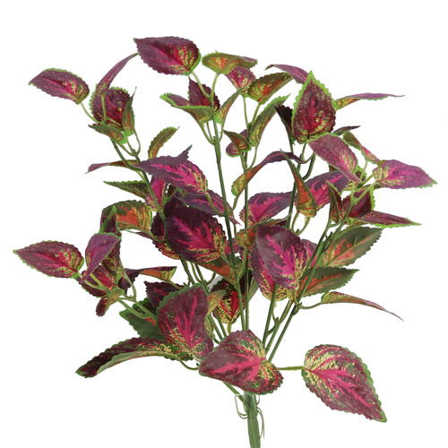 Coleus Bush 50 cm Burgundy