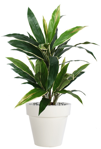 Cordyline Bush  90 cm Green Yellow 