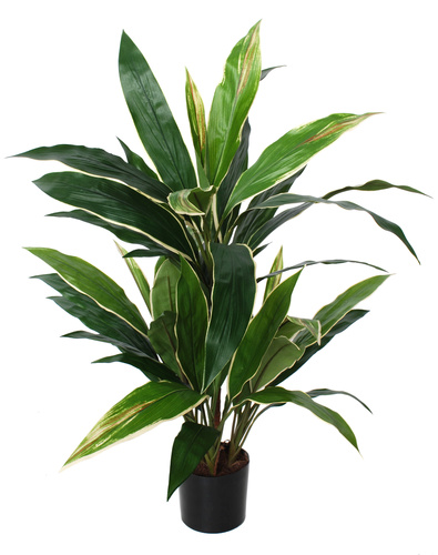 Cordyline Bush w pot 80 cm Green Yellow