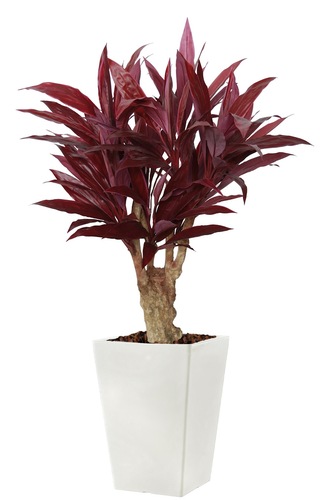 Cordyline Trendy Mini 160 cm Rosso