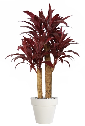 Cordyline Expo  140 cm Rossa