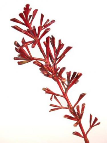 Crassula_Skyline_150_cm_Burgundy_4405BUR