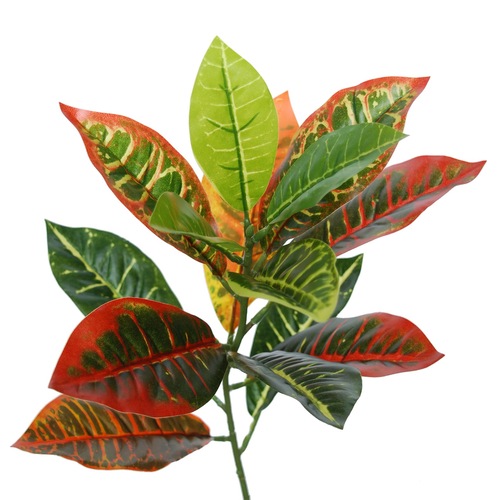 Croton Multicolor 70 Cm