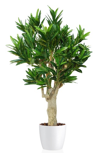 Croton California Trendy Mini 110 Cm Verde Giallo