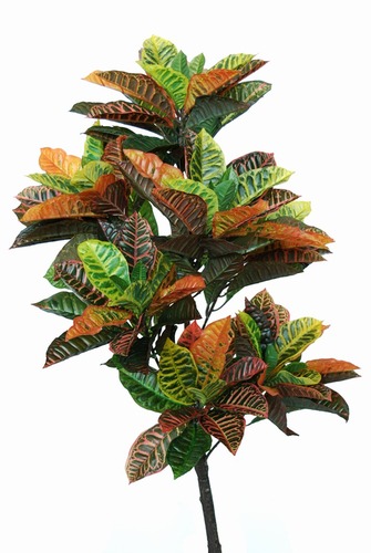 Croton Plant 130 cm Multicolor