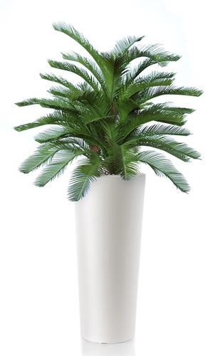 Cycas Forest 100 cm Green