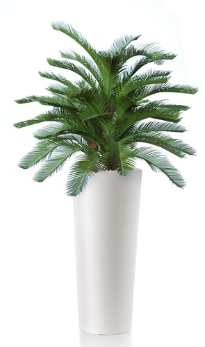 Cycas Forest 100 cm Verde