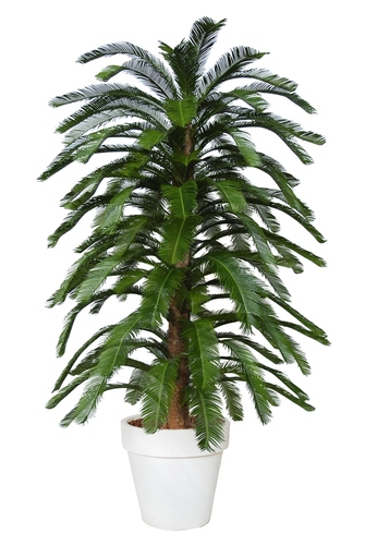 Cycas Upper 230 cm Green 