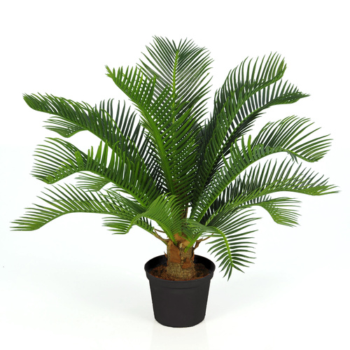 Cycas Pianta 70 cm Verde