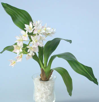 Cymbidium_Jewel_Plant_50_cm_Cream_4018CRM