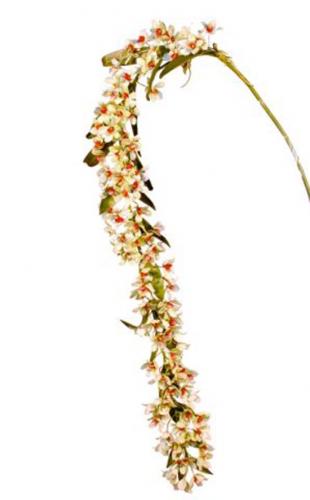 Dendrobium_Miss_Milly_180_cm_White_Red_4388WHR