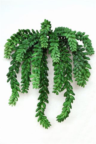 Donkey_Tail_Bush_30_cm_Dk_Green_4224DKG