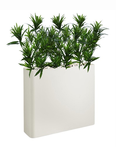 Dracaena Reflexa Fence 180 cm Green