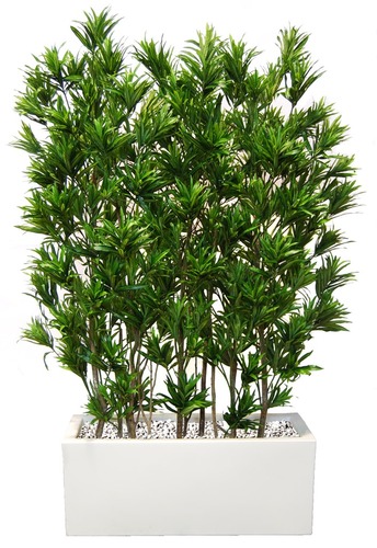 Dracaena Reflexa Fence 180cm Green 