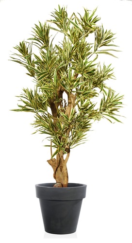 Dracaena Reflexa Tonic 150 Cm Variegato