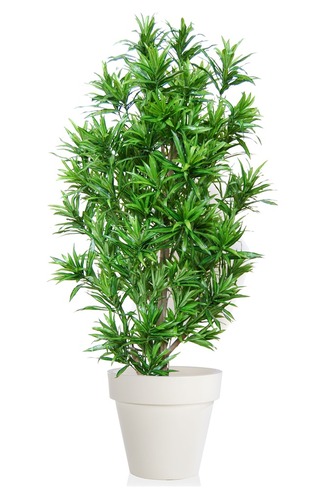 Dracaena Reflexa Japanese 180 cm Green