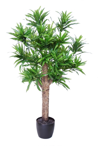 Dracaena Reflexa Pianta 120 Cm Verde