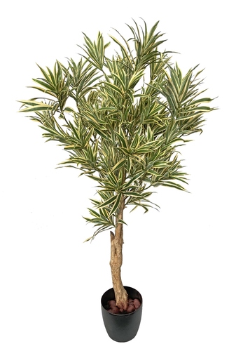 Dracaena Reflexa Sculpture 150 Cm Variegato