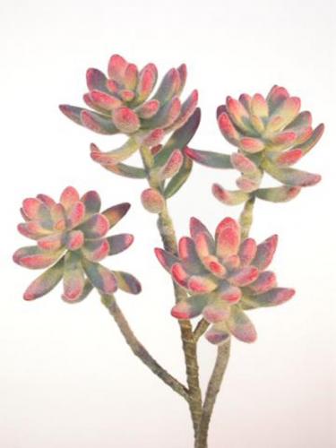 Echeveria_Pulvinata_90_cm_Grn_Pnk_4395GPK