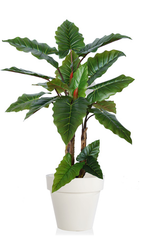 Emerald Philo Plant  170 cm Green 