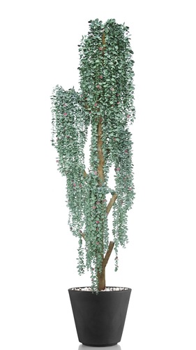 Eucalypthus Hanging Step Tree 210 Cm Silver