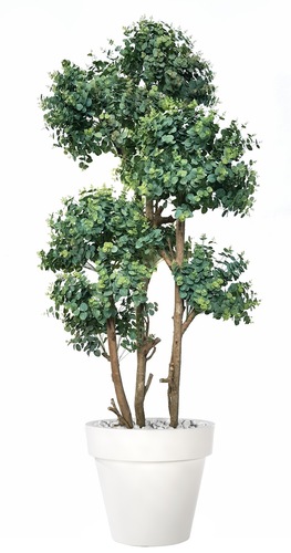 Eucalypthus Topiary 3D 260 cm Green