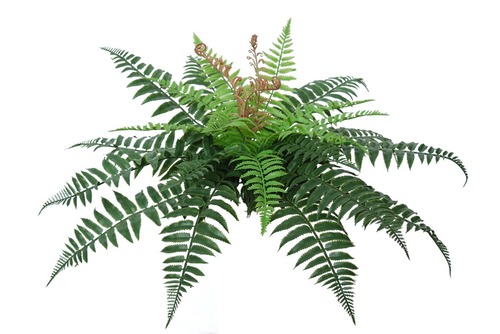 Fern Forest 30 cm Green 