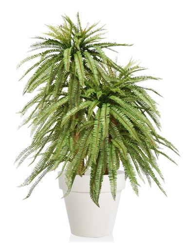 Fern Valley Lux 150 cm Green