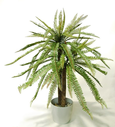 Fern Valley Plant  H 100 Cm Green