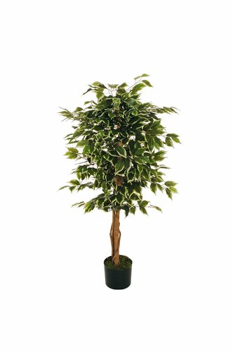 FICUS BENJAMIN 630 LVS 2 TRUNKS 2 LIANAS 120 CM.