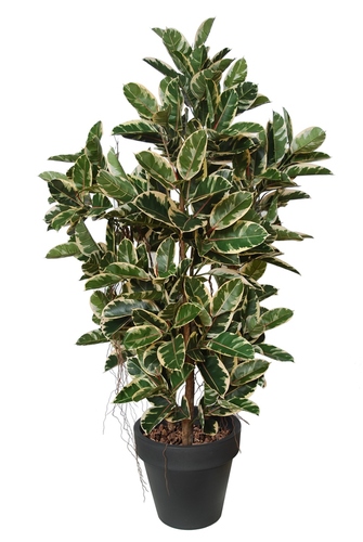 Ficus Elastica Forest 210 cm  Variegato