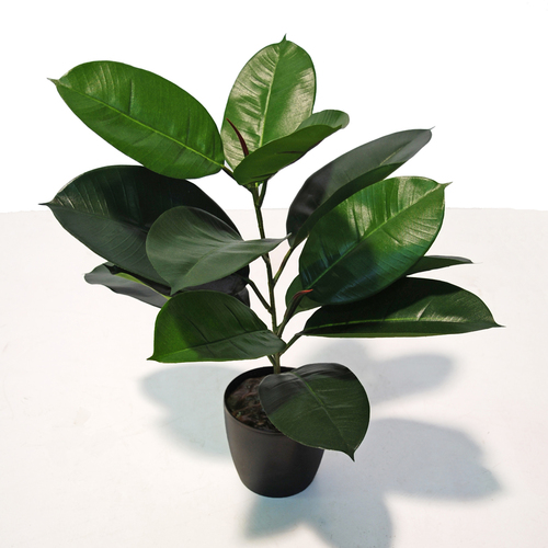 Ficus Elastica Cespuglio 60 cm Verde