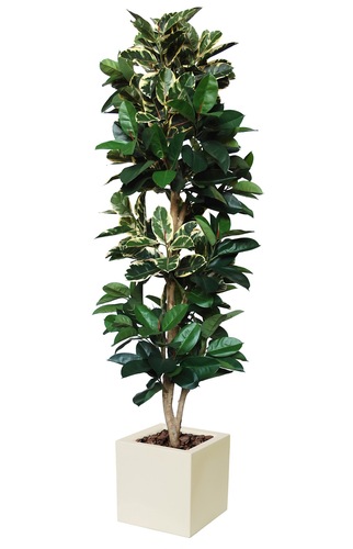 Ficus Elastica Column 250 cm Variegata 