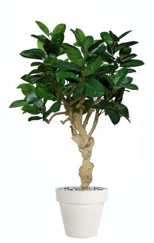 Ficus Elastica Crown 