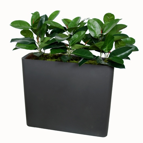 Ficus Elastica Fence 1 m lin H 60 Cm Verde