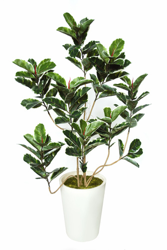Ficus Elastica Flexy 180 cm Variegated 