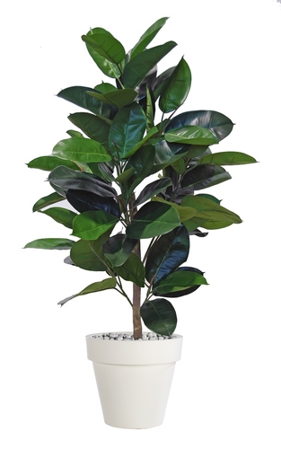 Ficus Elastica Plant 120 cm 