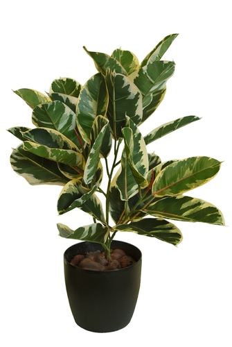 Ficus Elastica Plant 70 cm Variegated