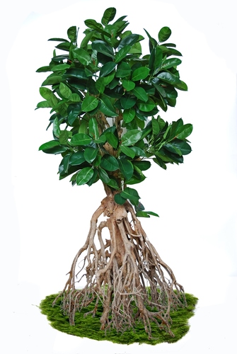 Ficus Elastica Root Giant H 260 Cm Verde