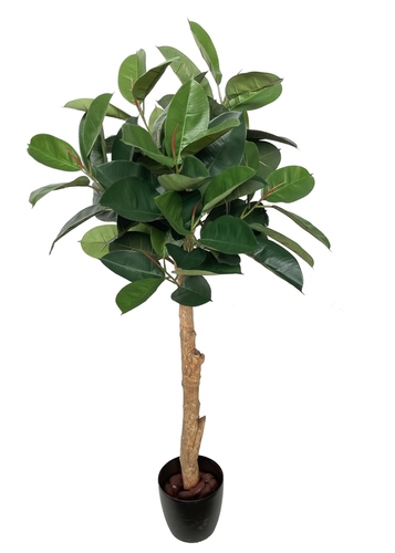 Ficus Elastica Sculpture 150 cm Verde