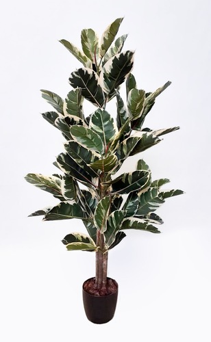 Ficus Elastica Tree 130 cm Variegato