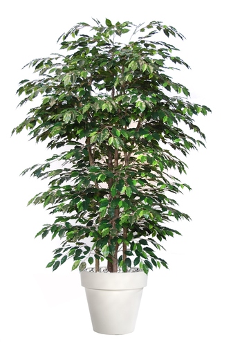 Ficus Exotica Boschetto 220 cm 