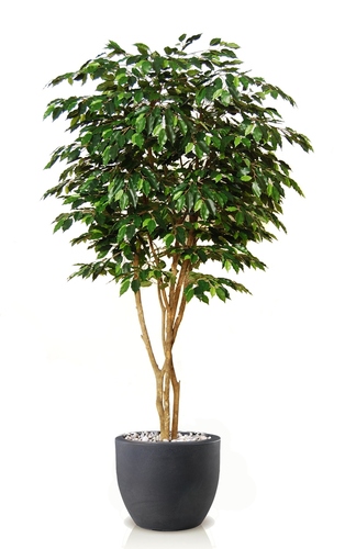Ficus Exotica Design 220 cm Green