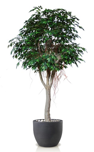 Ficus Exotica Romance d 150 h 320 cm Green 