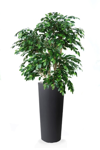 Ficus Exotica Luxury 210 cm Verde 