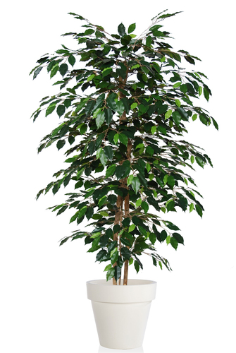 Ficus Exotica Maui 180 cm Green