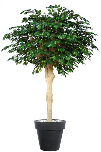 Ficus Exotica Majesty  250 cm Verde